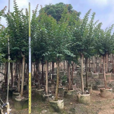 细叶紫薇，红火箭紫薇3～10公分基地直销规格齐全