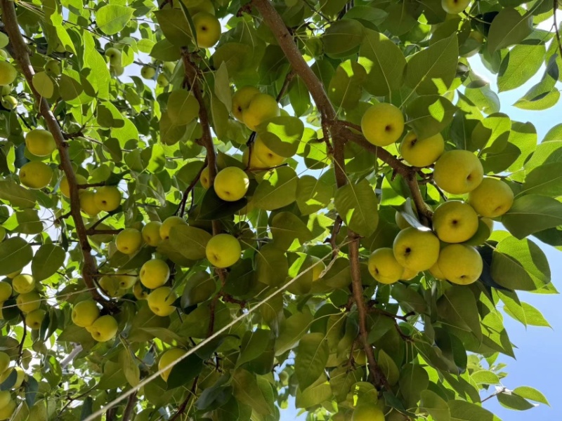 蜜梨，早甜梨，丁香梨大量上市，对接市场电商