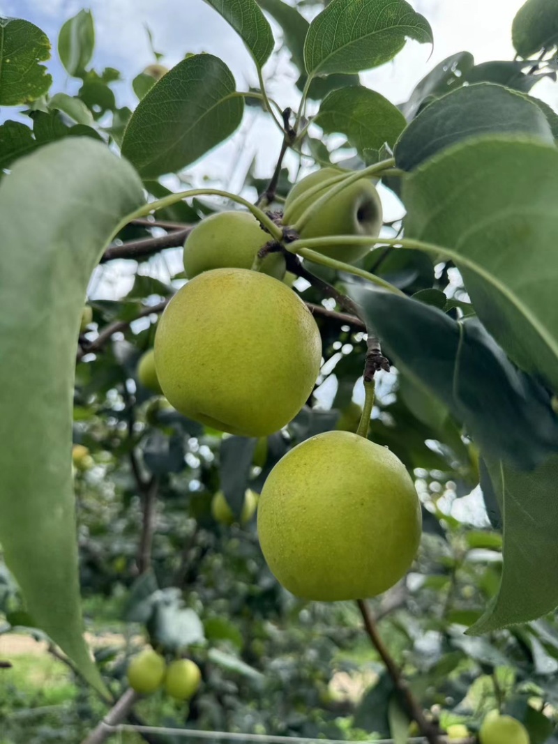 蜜梨，早甜梨，丁香梨大量上市，对接市场电商