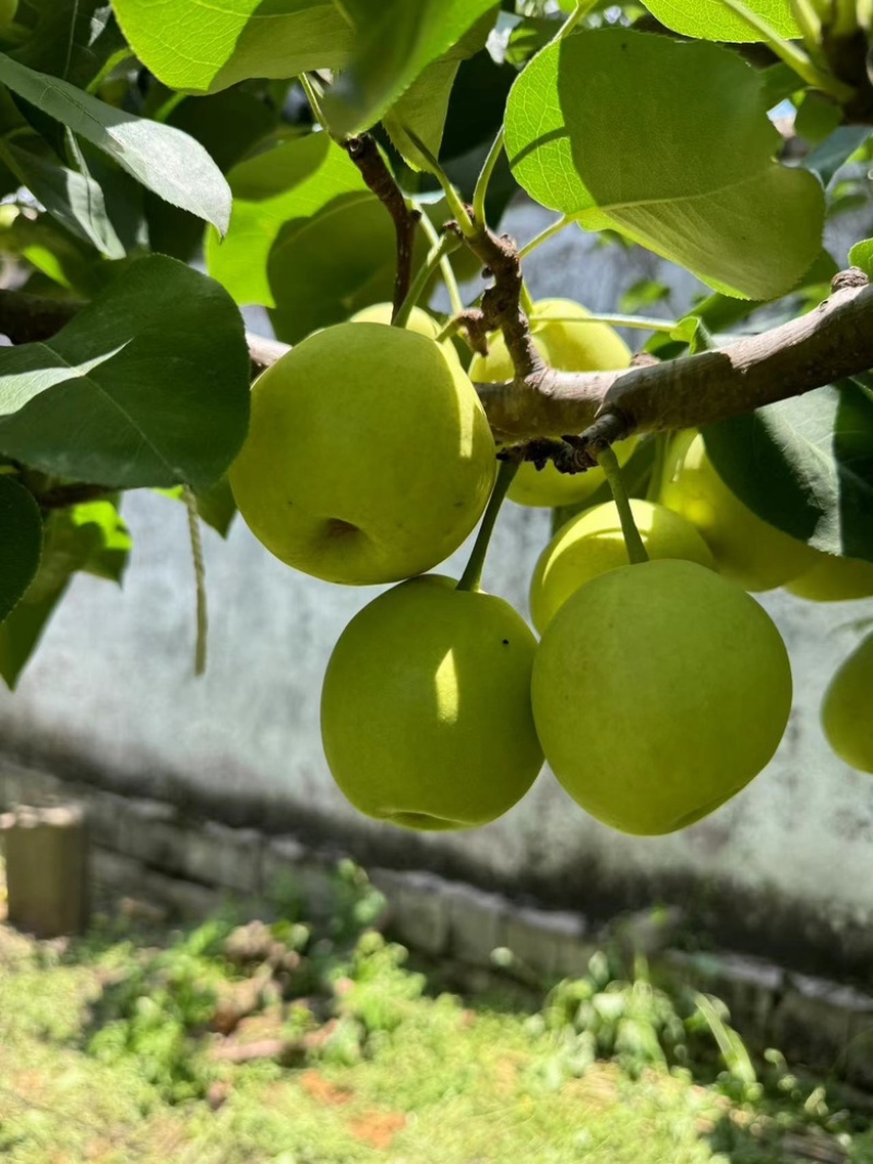 蜜梨，早甜梨，丁香梨大量上市，对接市场电商