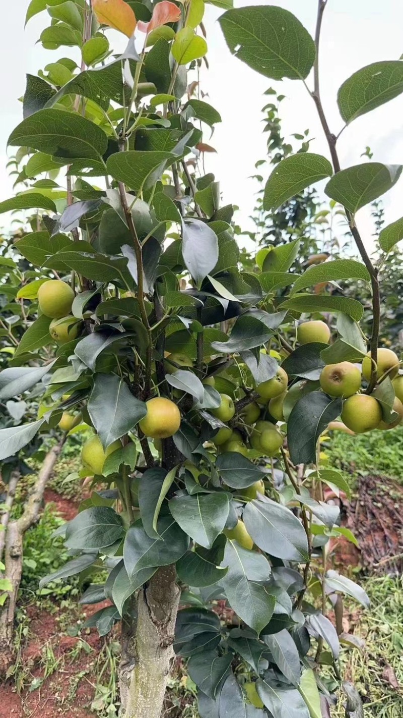 蜜梨，早甜梨，丁香梨大量上市，对接市场电商