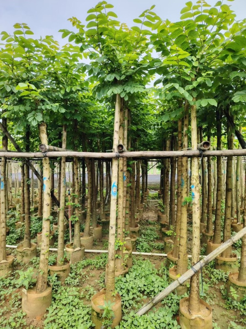 截杆火焰木4～15公分基地直销规格齐全欢迎老板来电