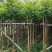 截杆火焰木4～15公分基地直销规格齐全欢迎老板来电