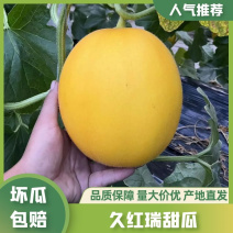 【推荐】久红瑞黄皮蜜瓜大量供应产地直发