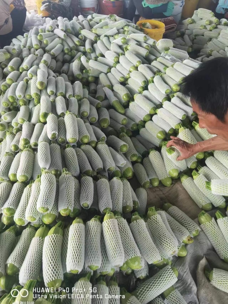 河北西葫芦产地直销一手货源量大从优耐运输，