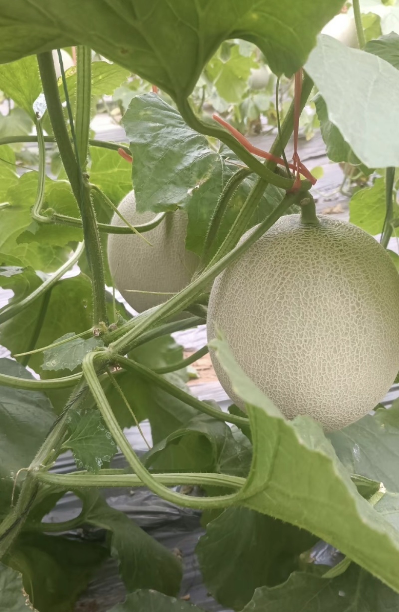 【推荐】久红瑞黄皮蜜瓜大量供应产地直发