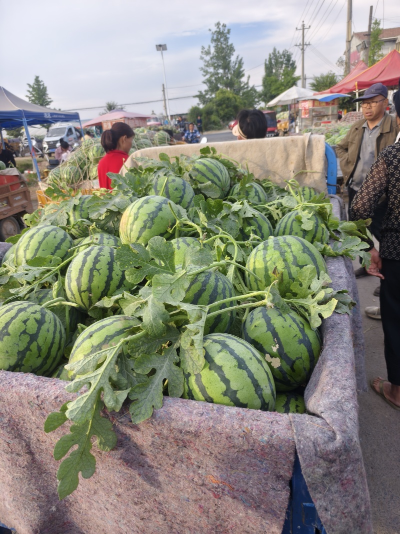 【湖北美都西瓜】大量上市，品种多规格全，货源充足欢迎订购