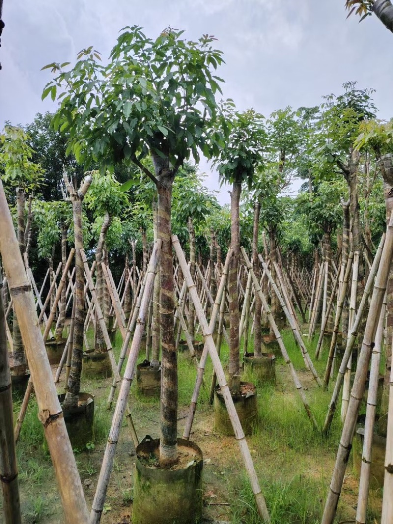 绣球紫花风铃木3～15公分基地直销规格齐全欢迎来电
