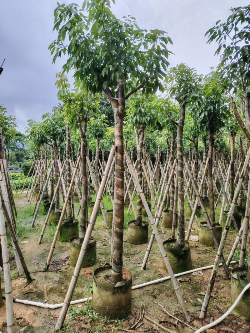 绣球紫花风铃木3～15公分基地直销规格齐全欢迎来电