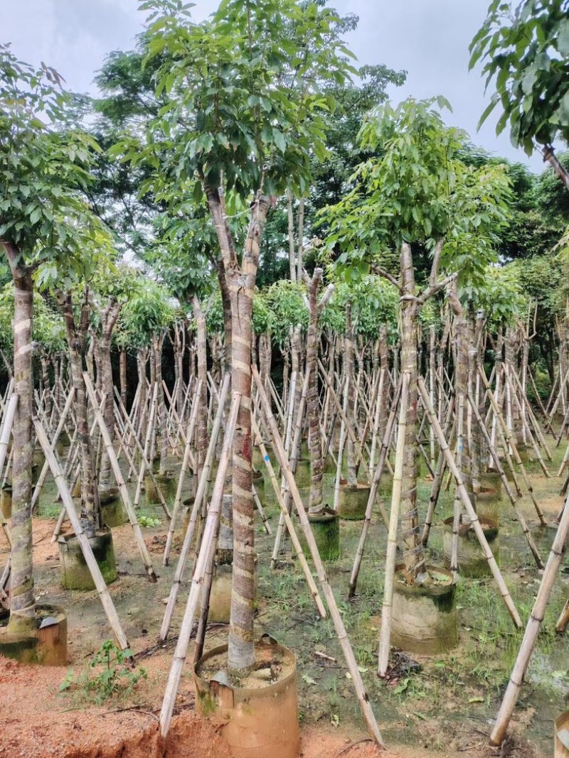 绣球紫花风铃木3～15公分基地直销规格齐全欢迎来电