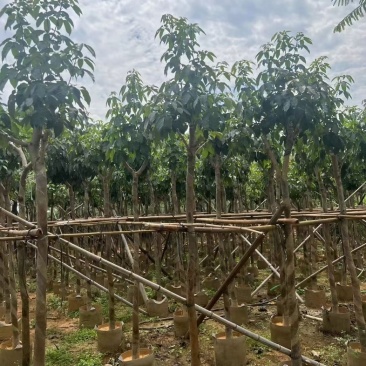 绣球紫花风铃木3～15公分基地直销规格齐全欢迎来电