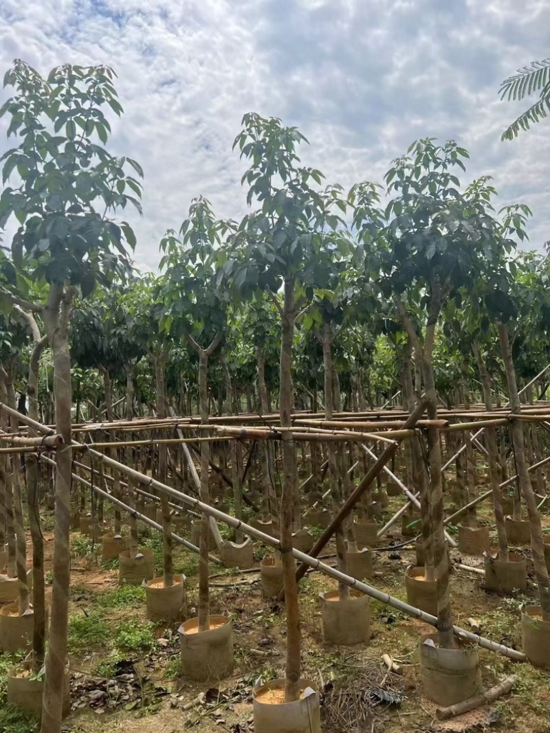 绣球紫花风铃木3～15公分基地直销规格齐全欢迎来电