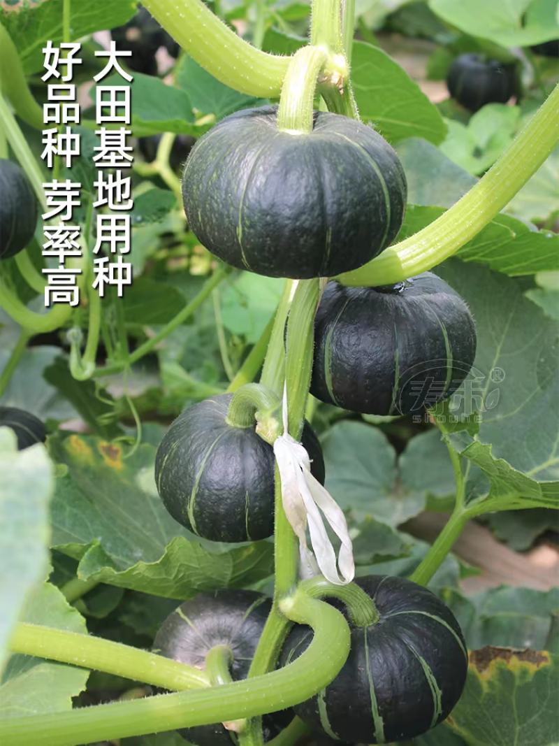 贝贝南瓜南瓜板栗南瓜产地看货论价保质保量欢迎订