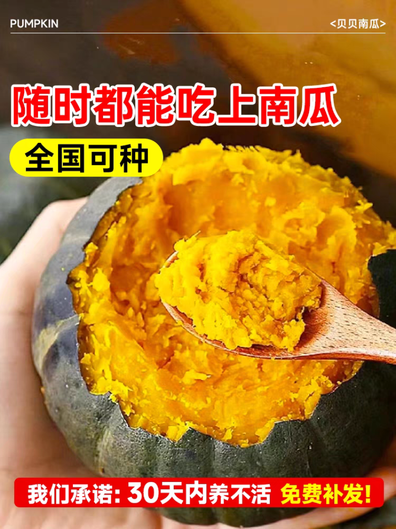 贝贝南瓜南瓜板栗南瓜产地看货论价保质保量欢迎订