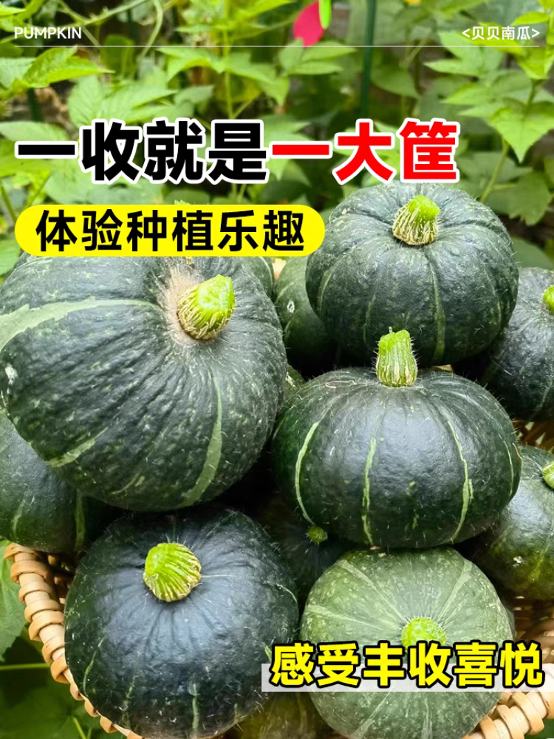 贝贝南瓜南瓜板栗南瓜产地看货论价保质保量欢迎订
