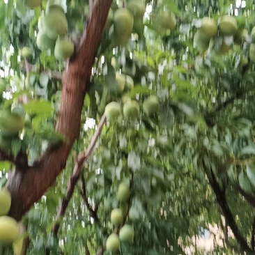 李子
