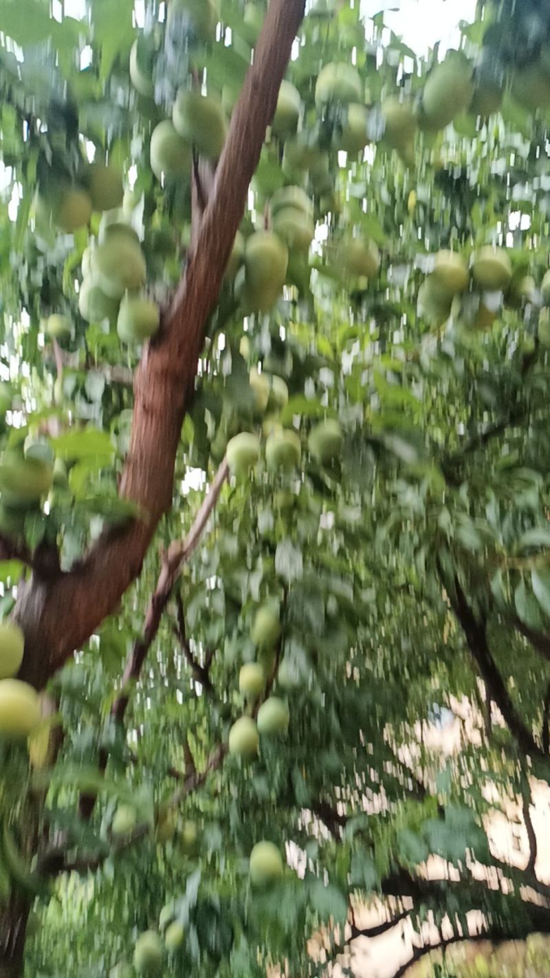 李子
