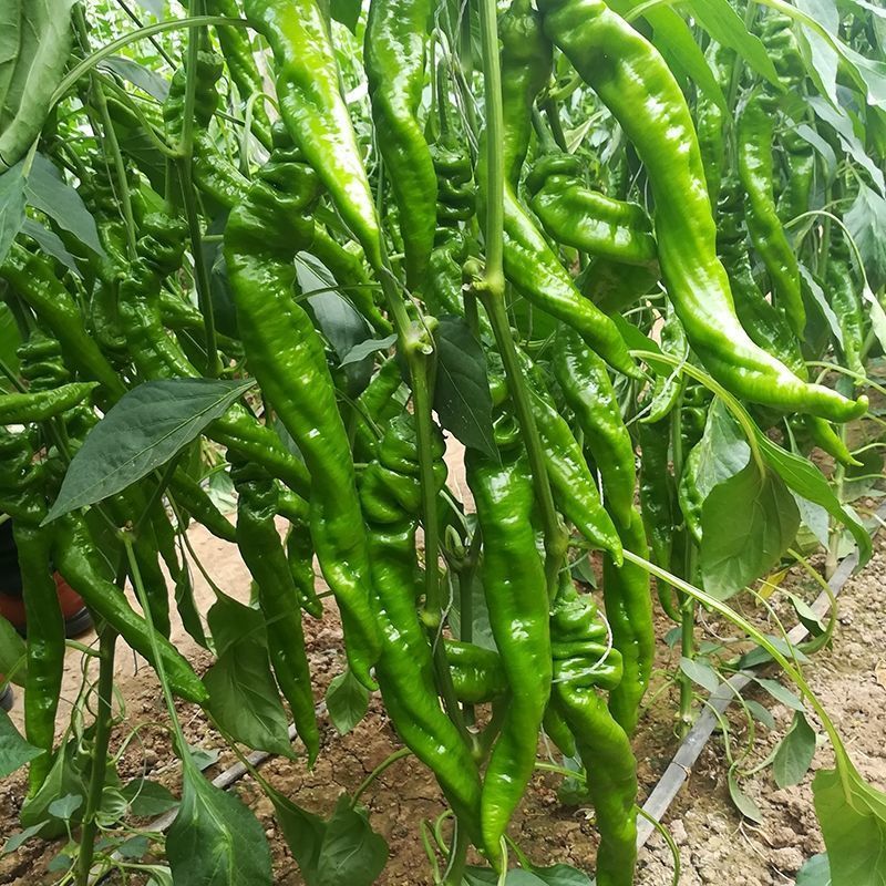 华美8667辣椒种子早熟大螺丝椒种籽羊角形辣味香浓春秋播