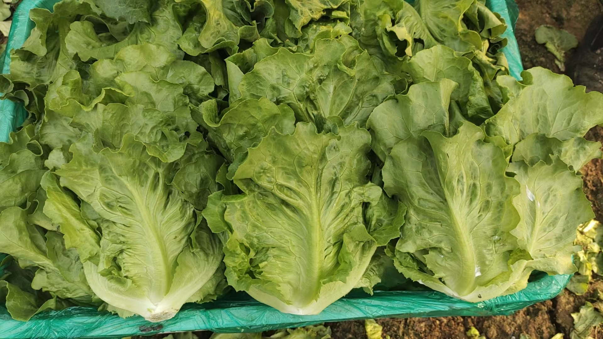 罗马西生菜特写图