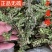 千层塔中药材千层塔蛇交子毛青杠虱子草生扯拢包