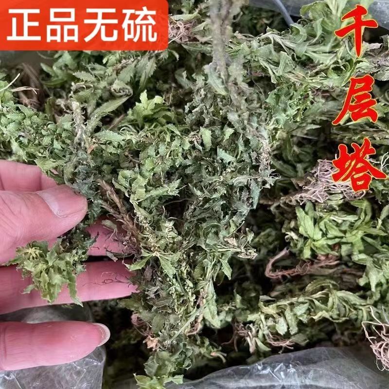 千层塔中药材千层塔蛇交子毛青杠虱子草生扯拢包