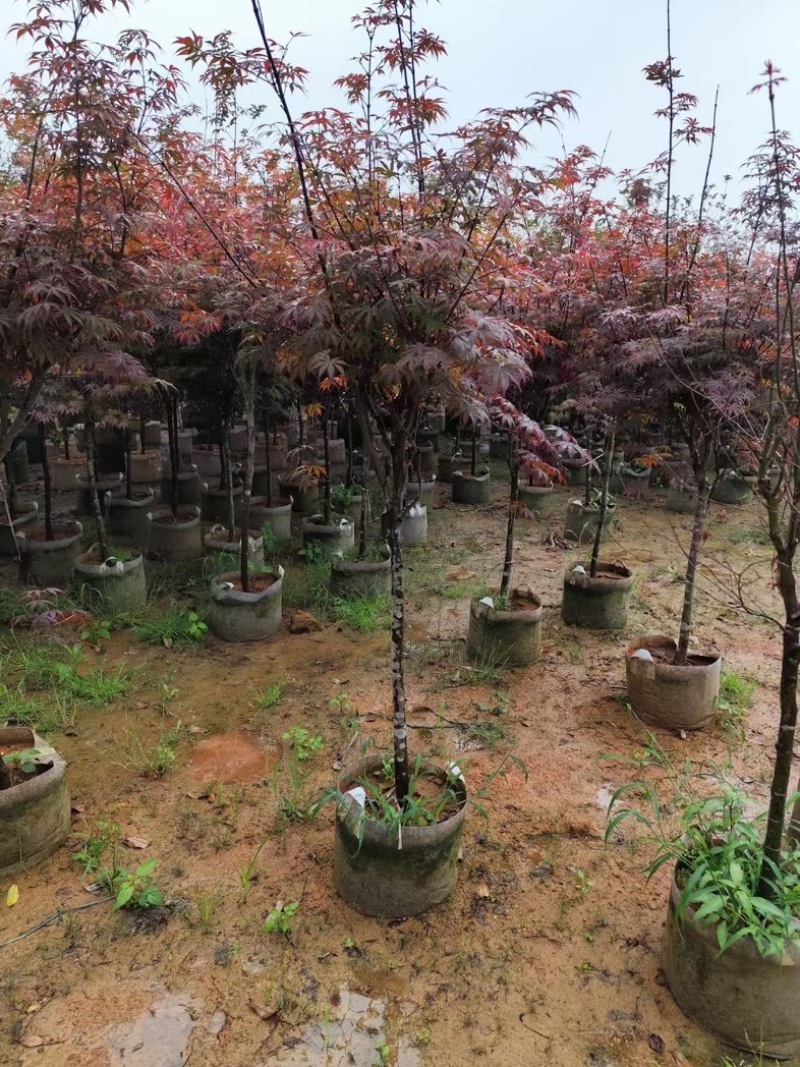 红叶李3～10公分基地直销规格齐全欢迎老板来电咨询
