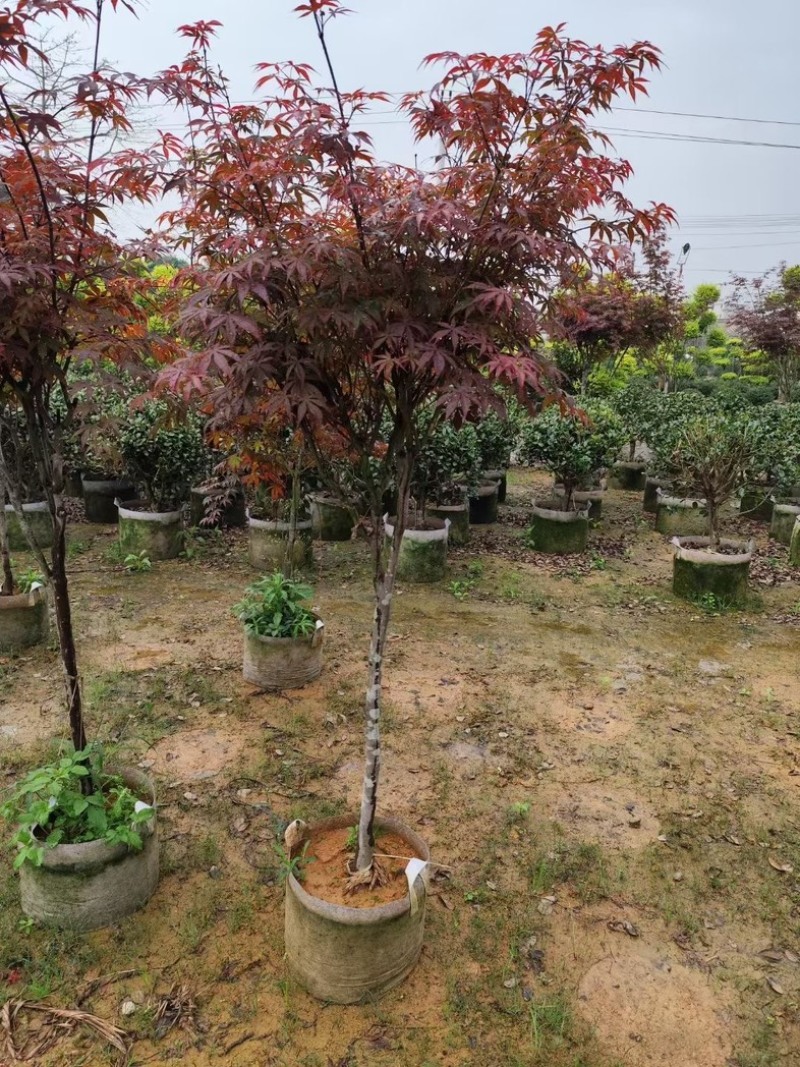 红叶李3～10公分基地直销规格齐全欢迎老板来电咨询