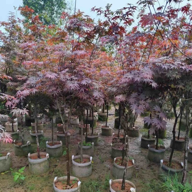 红叶李3～10公分基地直销规格齐全欢迎老板来电咨询