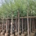 柳树，杨柳，垂柳3～15公分基地直销规格齐全欢迎来电