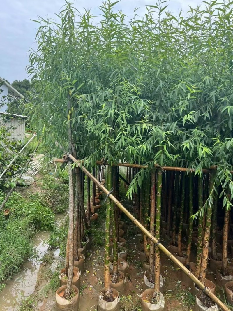柳树，杨柳，垂柳3～15公分基地直销规格齐全欢迎来电