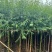 柳树，杨柳，垂柳3～15公分基地直销规格齐全欢迎来电