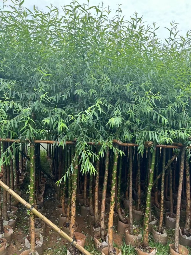 柳树，杨柳，垂柳3～15公分基地直销规格齐全欢迎来电