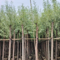 柳树，杨柳，垂柳3～15公分基地直销规格齐全欢迎来电