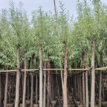 柳树，杨柳，垂柳3～15公分基地直销规格齐全欢迎来电