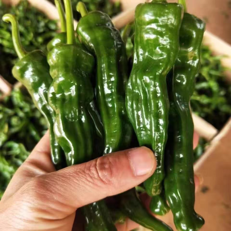 皱皮椒小皱皮一手货源，高山蔬菜量大从优