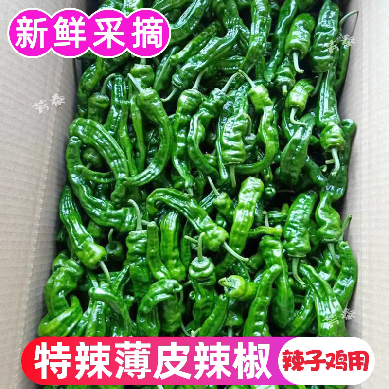 皱皮椒小皱皮一手货源，高山蔬菜量大从优