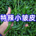 皱皮椒小皱皮一手货源，高山蔬菜量大从优