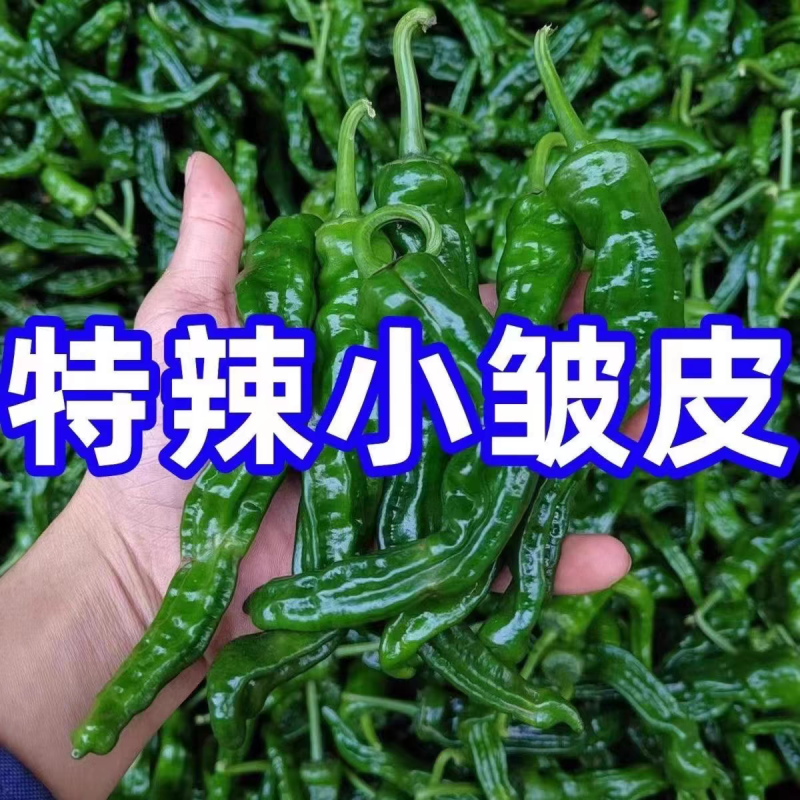 皱皮椒小皱皮一手货源，高山蔬菜量大从优