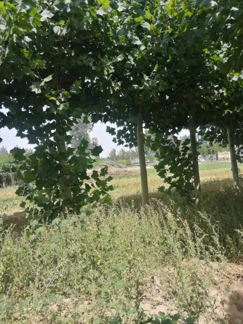 法桐树