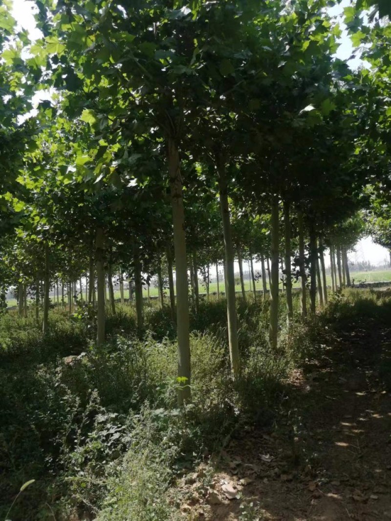 法桐树