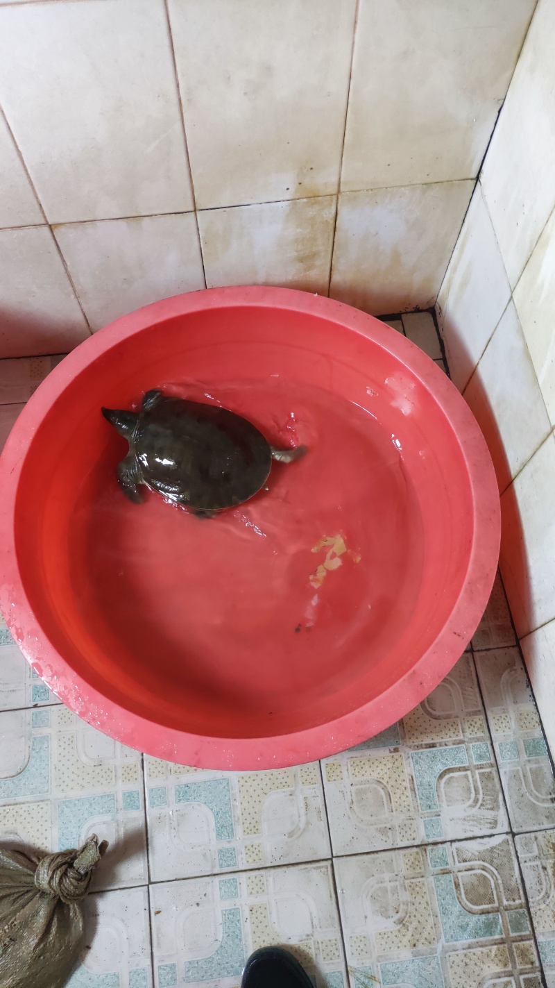 湖南常德澧县甲鱼(水鱼)，品质保证欢迎采购合作，