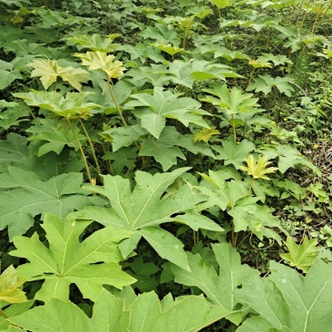 大通草种苗生长速度快质量保证成活率高