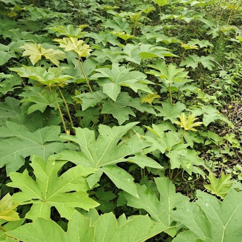 大通草种苗生长速度快质量保证成活率高