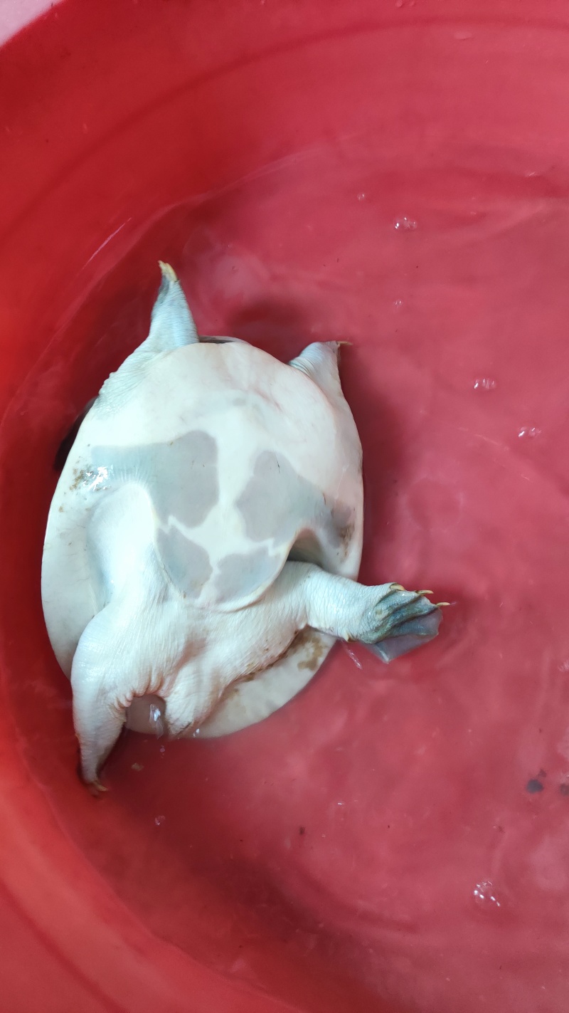 湖南常德澧县甲鱼(水鱼)，品质保证欢迎采购合作，