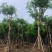黄花腊肠树12～20公分基地直销规格齐全欢迎老板来电