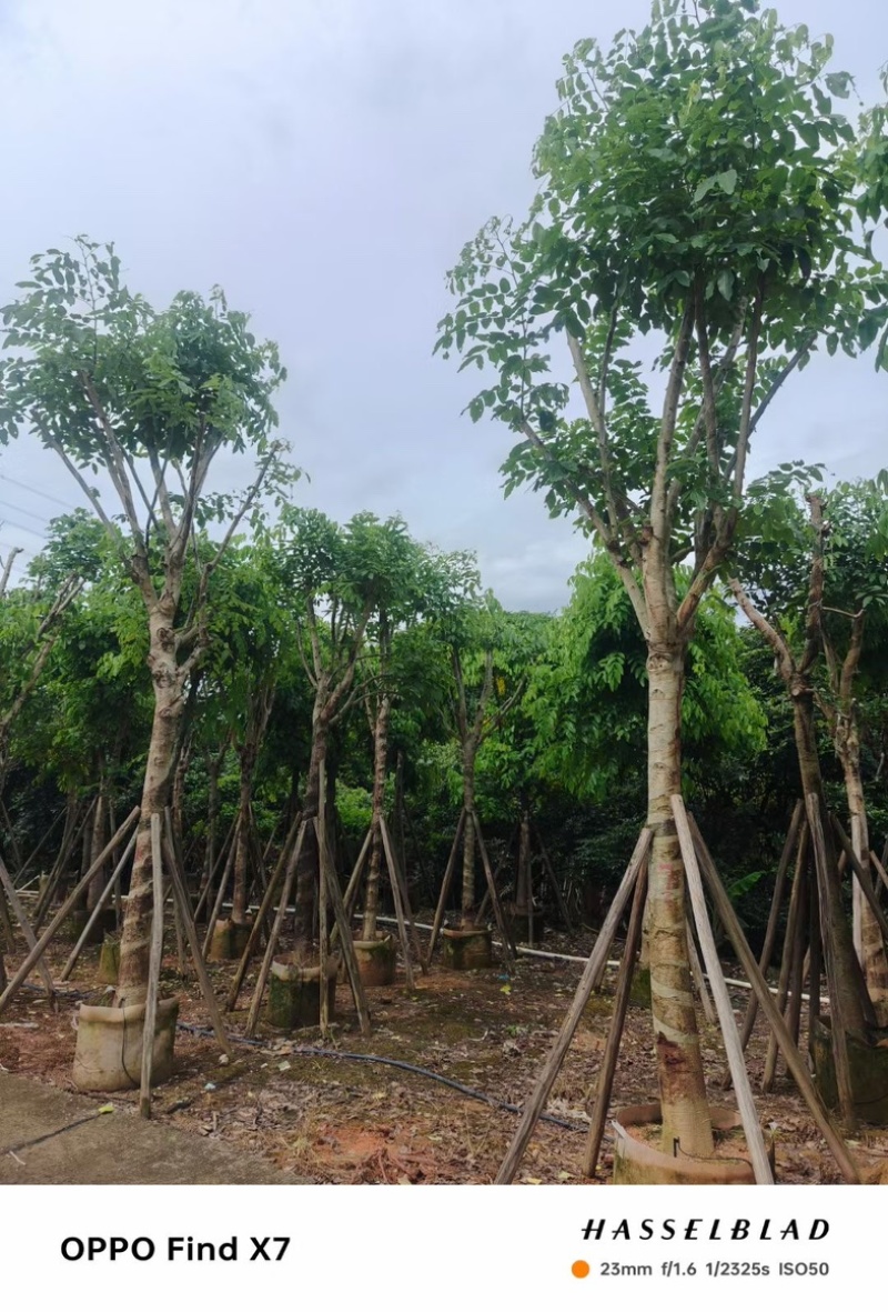 黄花腊肠树12～20公分基地直销规格齐全欢迎老板来电