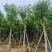 黄花腊肠树12～20公分基地直销规格齐全欢迎老板来电