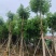 黄花腊肠树12～20公分基地直销规格齐全欢迎老板来电