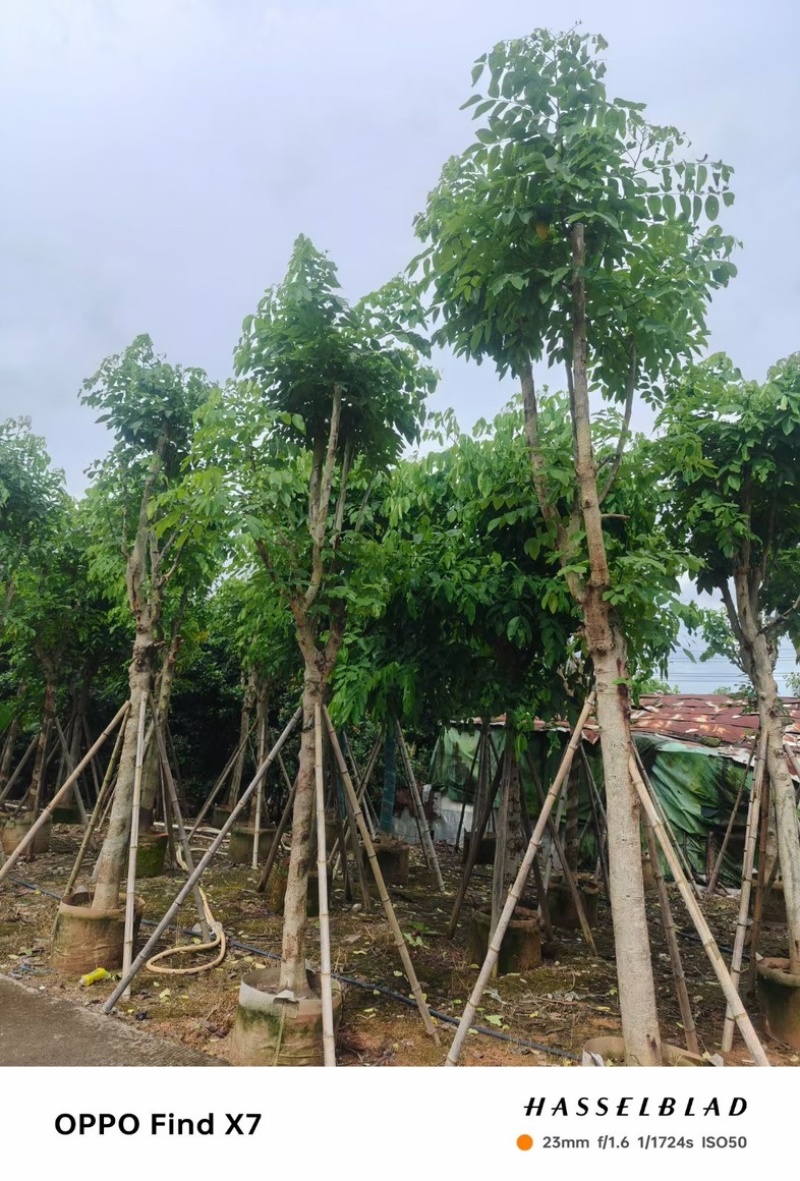 黄花腊肠树12～20公分基地直销规格齐全欢迎老板来电