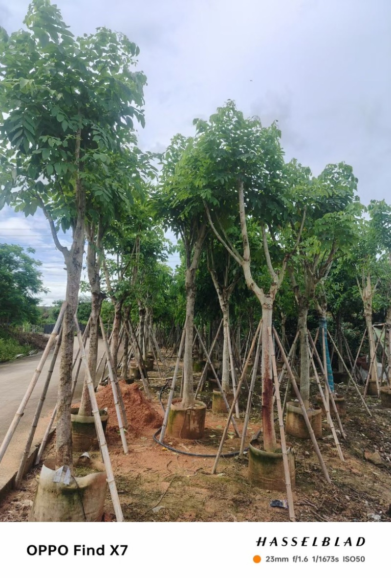 黄花腊肠树12～20公分基地直销规格齐全欢迎老板来电